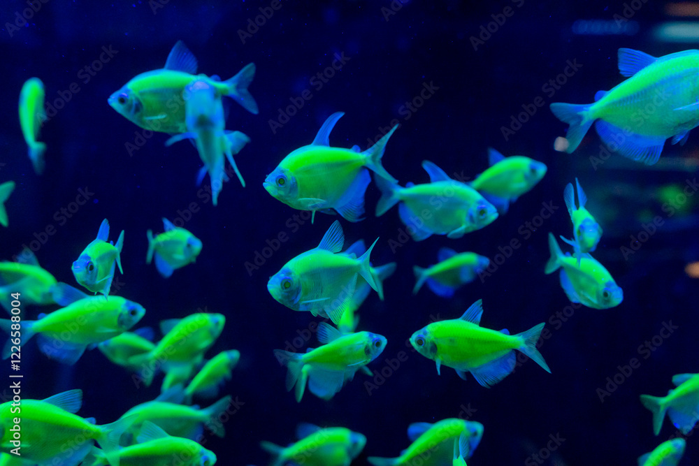 Naklejka premium The Neon Goldbrick Fish is a mesmerizing species known for its vibrant, iridescent golden scales that shimmer under light. Often found in tropical waters, this exotic fish captivates