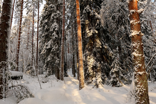 Fototapeta kuchenna Winter