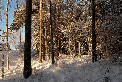 Obraz na płótnie Winter