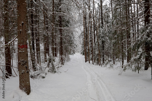 Obraz na płótnie Winter