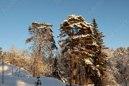 Obraz na płótnie Winter