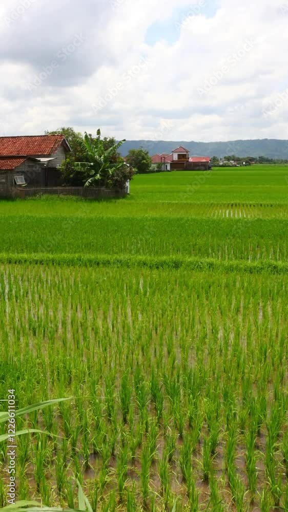 View of green rice fields with beautiful rural houses under clear cloudy sky. View of green rice fields with beautiful rural houses under clear cloudy sky.