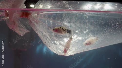 Dalmatian Platy Fish in a Bag Acclimating