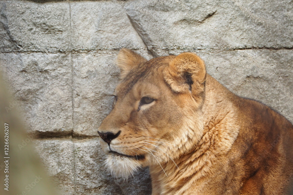 Naklejka premium 食後のまったりタイムを満喫するメスライオン