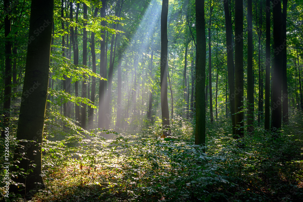 Fototapeta premium Beautiful sunny morning in green forest