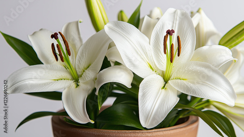 White Lily Flowers in Full Bloom on White Background
