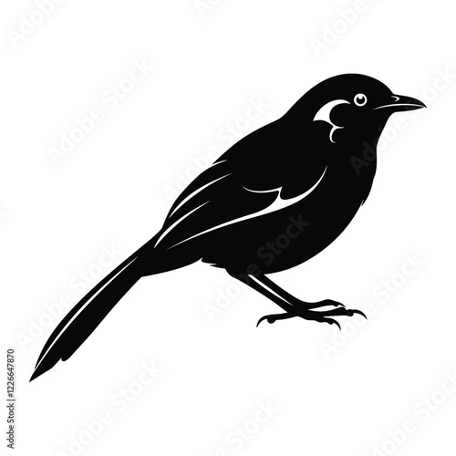 Abbott's babbler silhouette vector illustration. photo