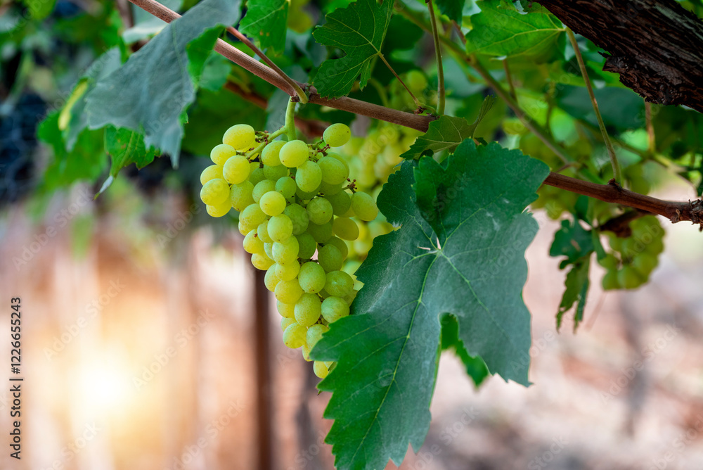 Fototapeta premium Ripe green grape in vineyard. Grapes green taste sweet growing natural. Green grape on the vine in garden