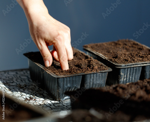 A hand is touching the soil in a small container photo