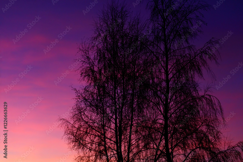 A tree is silhouetted against a purple sky A tree is silhouetted against a purple sky