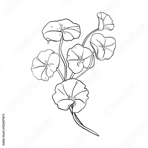 Centella asiatica hydrating herb black white vector illustration on white. Indian pennywort, gotu kola medicinal plant hand drawn outline botanical sketch for design package, label organic product.