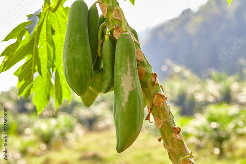 Green papaya hanging on tree