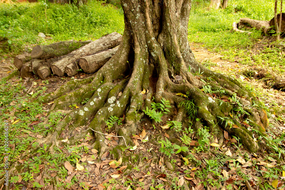 Tree Roots in Harmony with Nature Tree Roots in Harmony with Nature