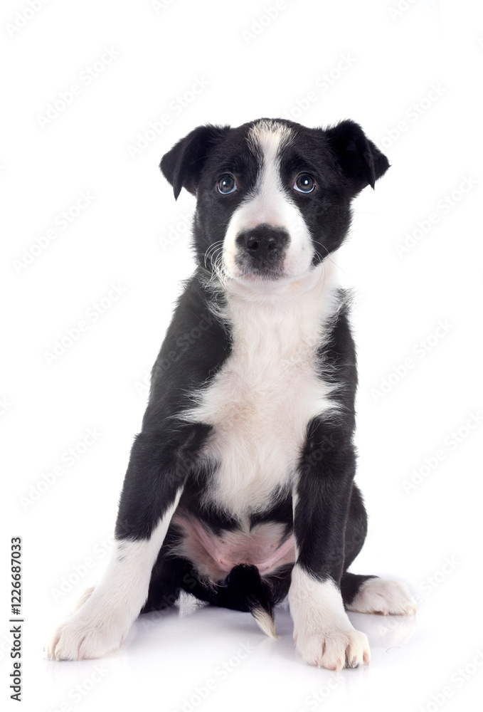 puppy border collie in studio puppy border collie in studio