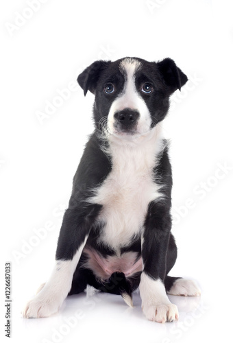 puppy border collie in studio