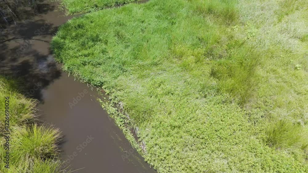 Australian Forest Creek and Grassland Australian Forest Creek and Grassland