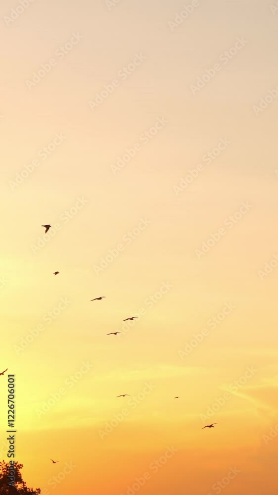 Seagulls flying in the sky. Seagull flying over the sea in sky during sunset