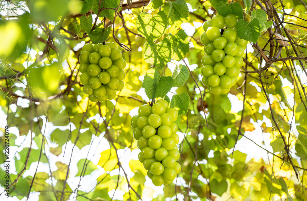 Shine Muscat Grape on a branch over green natural garden Blur background, Bunch of Shine Muscat Grape with leaves in blur background. Shine Muscat Grape on a branch over green natural garden Blur background, Bunch of Shine Muscat Grape with leaves in blur background.