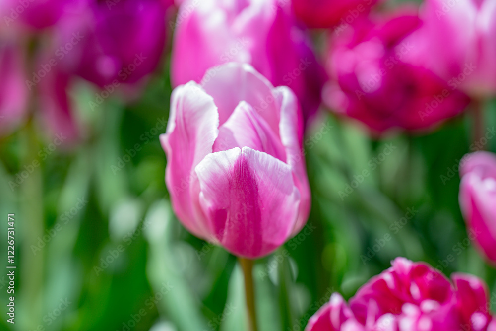 Pink spring flowers tulips. Spring background for Easter or Valentines Day. Beautiful bouquet of tulips in spring with blurred background. Bright purple color of blossom tulips. Violet Spring flower. Pink spring flowers tulips. Spring background for Easter or Valentines Day. Beautiful bouquet of tulips in spring with blurred background. Bright purple color of blossom tulips. Violet Spring flower.