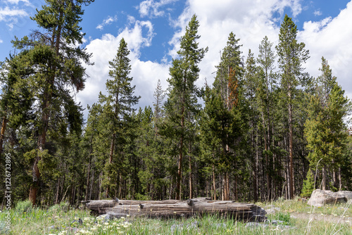 Woodsy Summer camp site scene in a forest with pine trees under a blue sky with white clouds