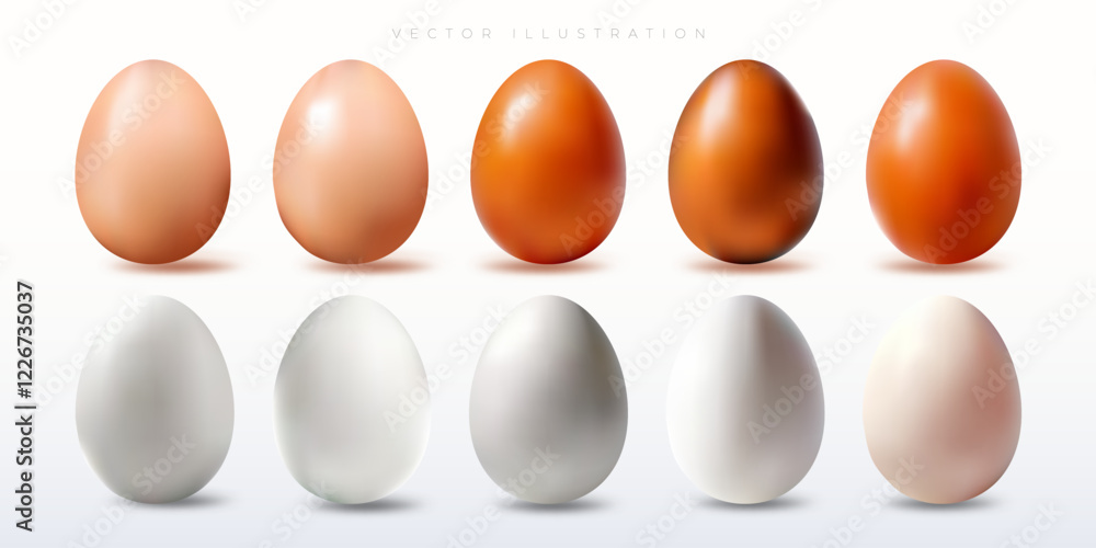 Realistic chicken hen Eggs Shell vector illustration for graphic resource, background, flyer, ads, etc Realistic chicken hen Eggs Shell vector illustration for graphic resource, background, flyer, ads, etc