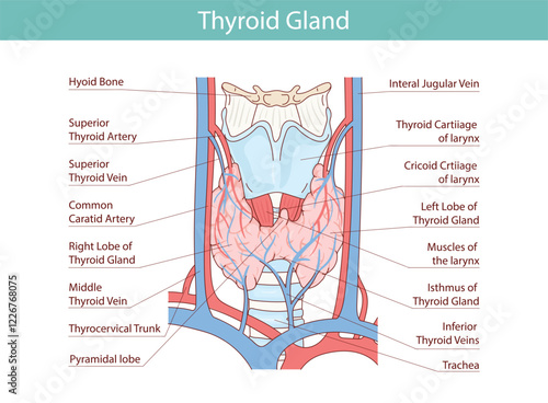 Thyroid gland vector illustration. Human endocrine system. Medical vector illustration of internal organs.