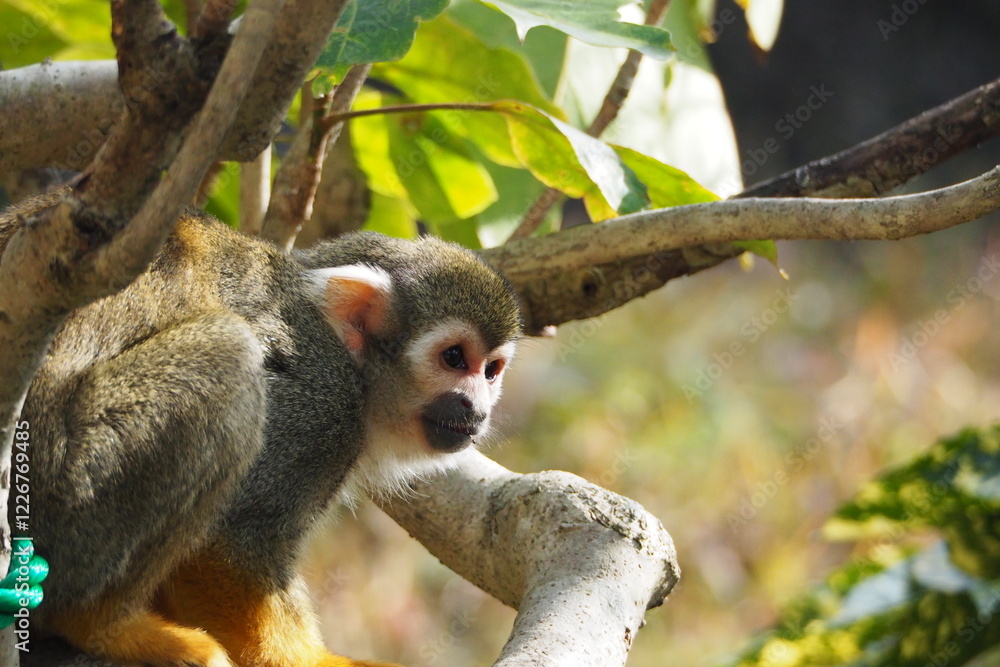 Obraz premium ロープを移動するコモンリスザル