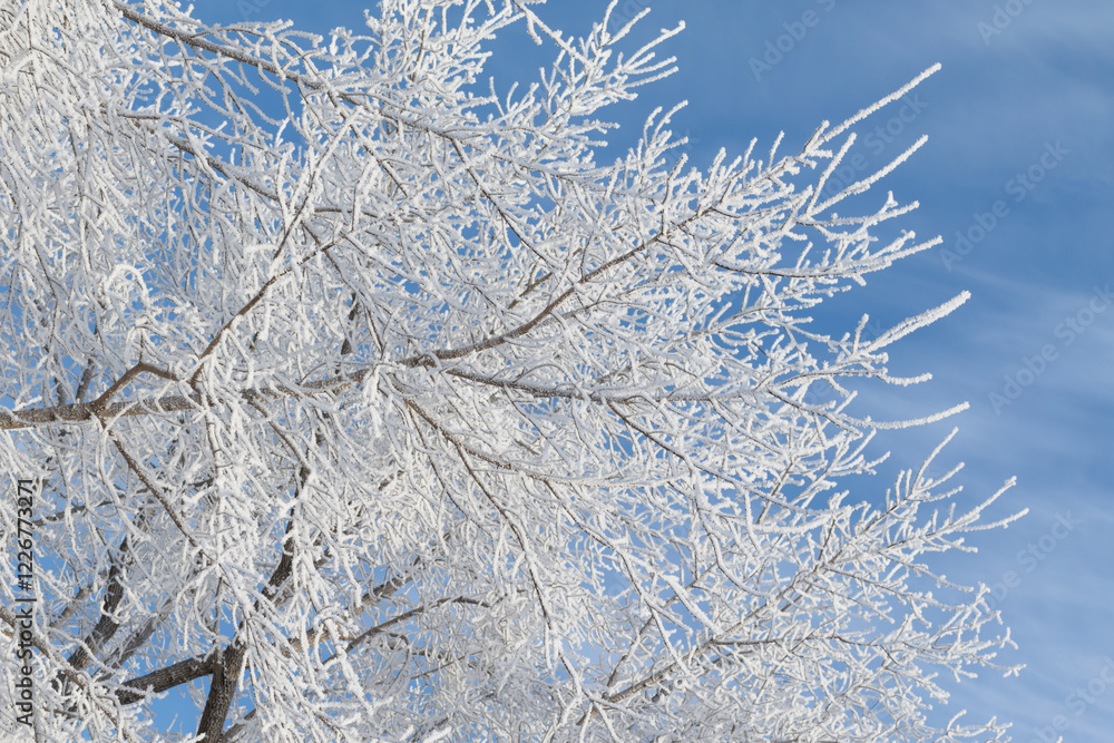 Winter trees and Sky background Winter trees and Sky background