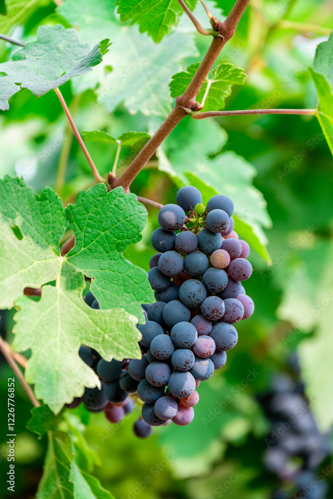 Ripe wine grape clusters hanging on the vine. Grapes hanging on a grape vine bunch black nature close up Ripe wine grape clusters hanging on the vine. Grapes hanging on a grape vine bunch black nature close up