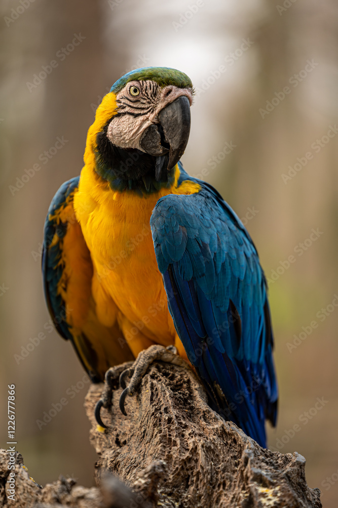 A blue-and-yellow macaw rests gracefully on a branch in the Pantanal A blue-and-yellow macaw rests gracefully on a branch in the Pantanal
