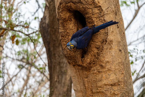 A hyacinth macaw peers curiously from its tree hollow in the Pantanal photo