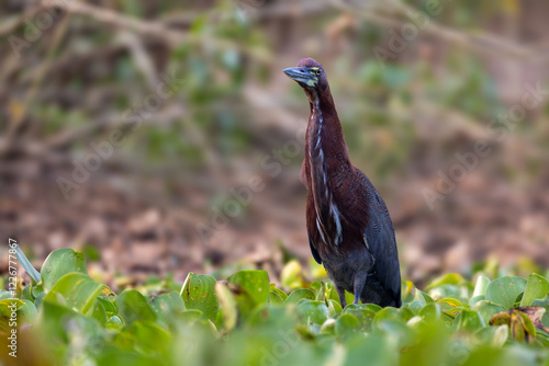 An agami heron blends elegantly with the lush Pantanal wetlands photo