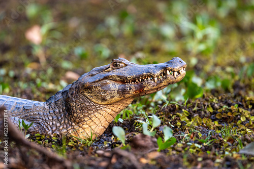 A Yacare caiman basks in the Pantanal wetlands photo