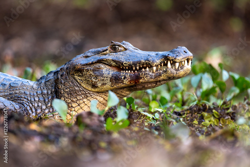 A Yacare caiman rests on the riverbank, ready to strike photo