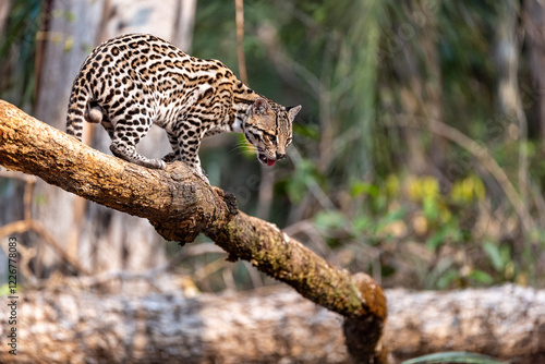 Ocelot Stealthily Navigating the Pantanal Canopy photo