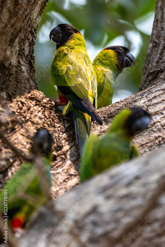 Nanday Parakeets Gathering in the Pantanal Canopy photo