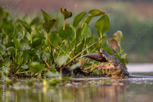 Yacare Caiman in Action: A Predator’s Feast photo