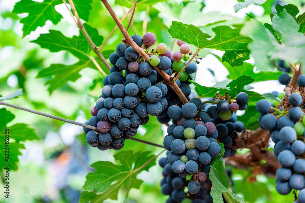 Ripe wine grape clusters hanging on the vine. Grapes hanging on a grape vine bunch black nature close up Ripe wine grape clusters hanging on the vine. Grapes hanging on a grape vine bunch black nature close up