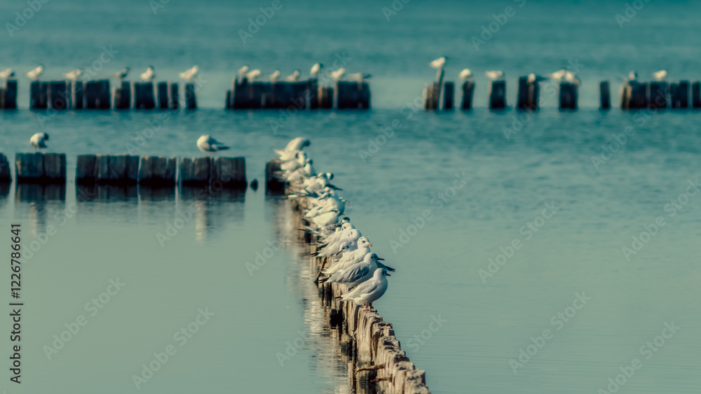 Fototapeta premium seagull birds sit on wooden posts in calm water of the lake in the afternoon autumn background