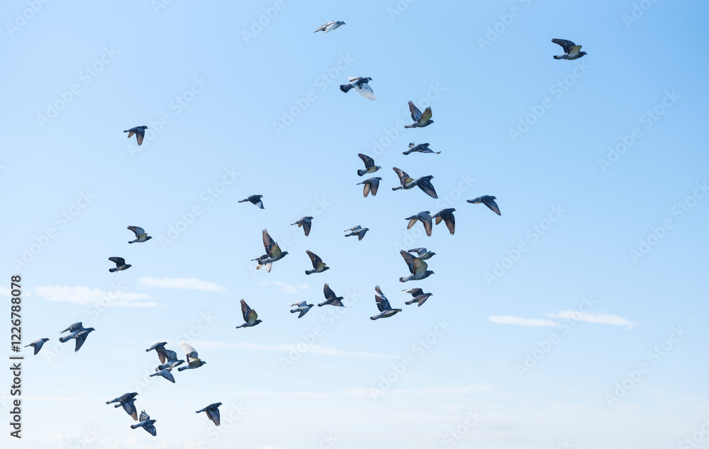 flock of birds flock of birds
