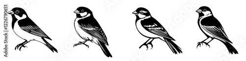 Detailed illustrations of four distinct bird species in a side-by-side comparison created with an intricate design style