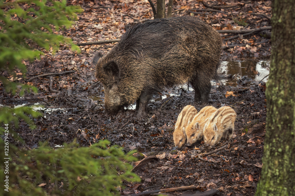 Wild boar and striped piglets foraging in muddy forest Wild boar and striped piglets foraging in muddy forest