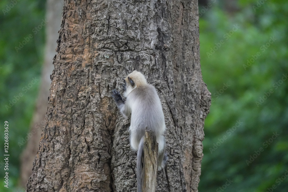 Obraz premium Langur