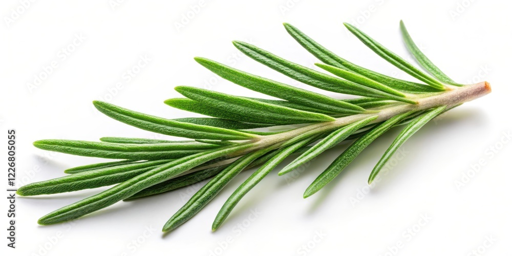 Fototapeta premium Fresh rosemary leaf with herbal spice isolated on white background, foliage, herbs, foliage, herbs