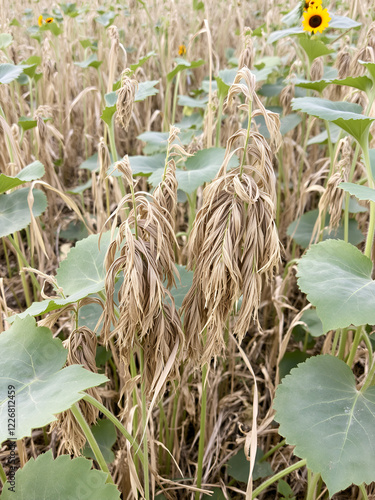 postharvest sunflower residues in the field photo