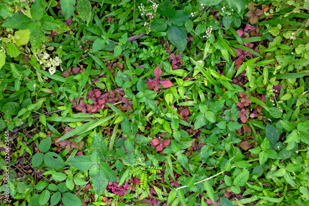 Red and Green Leaves - Lush Wild Grass Plant with Dense Foliage Red and Green Leaves - Lush Wild Grass Plant with Dense Foliage