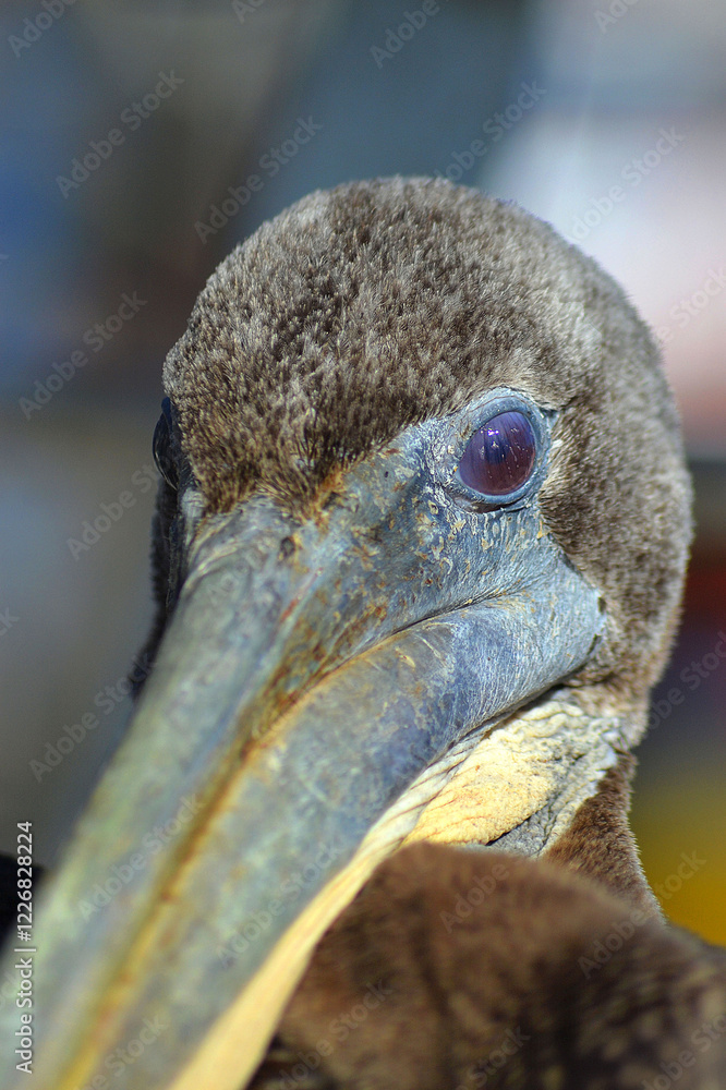 Φωτογραφία A close-up of a pelican in southern Chile