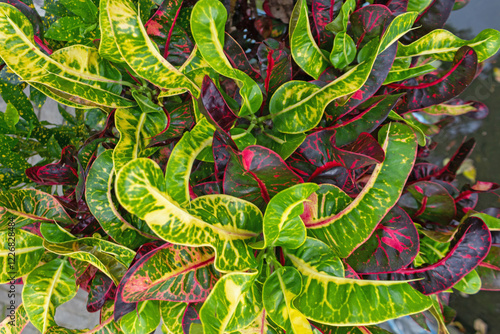 Codiaeum Variegatum (Croton) - Tropical Indonesian Plant with Broad, Wavy, and Colorful Leaves photo