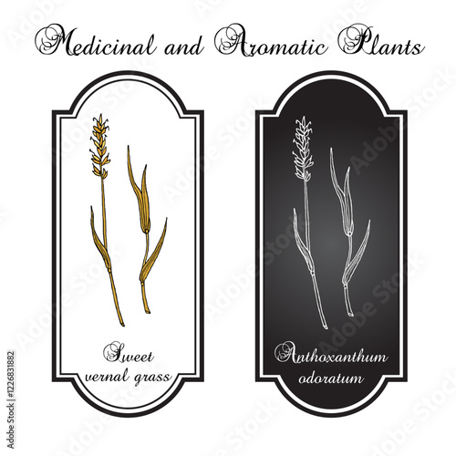 Sweet vernal grass (Anthoxanthum odoratum), medicinal plant. Hand drawn vector illustration photo