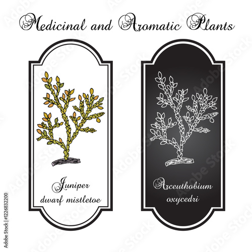 Juniper dwarf mistletoe (Arceuthobium oxycedri), medicinal plant. Hand drawn vector illustration